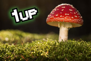 Super Mushrooms: 5 Ways Fungi Can Save the World - Magical Brands