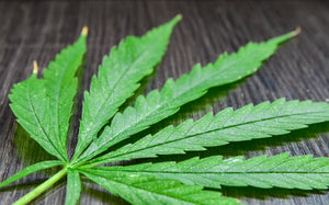 Decarboxylation Machines vs Oven Methods: Which Produces Better Infusions?